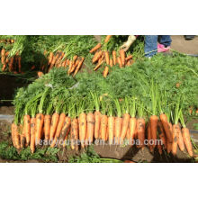 CA04 Xiuhong mi-précoce maturité f1 hybride graines de carotte graines de légumes chinois